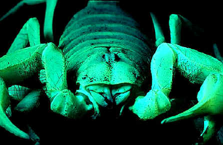 Giant desert hairy scorpion (Hadrurus arizonensis), Mojave Desert, California, USA